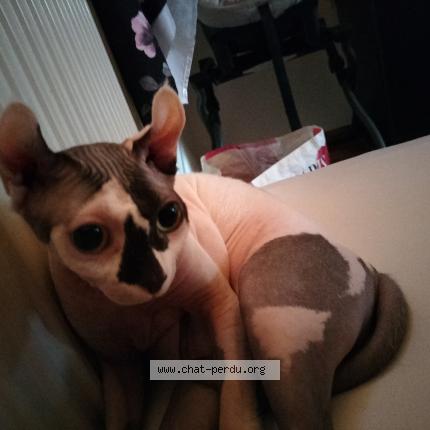 Photo 1/1 Fiona Chat lost in Rennaz