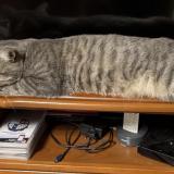 Picture of cat lost at Aulnay Sous Bois