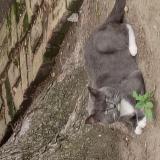 Picture of cat lost at Chicago