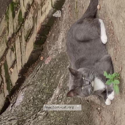 Photo 1/1 Bobo Chat lost in Chicago