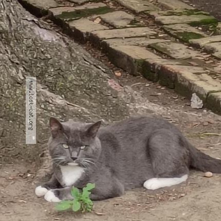 Photo 1/1 Bobo Cat lost in Chicago