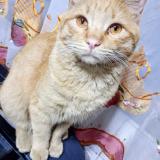 Picture of cat lost at Guaymallen