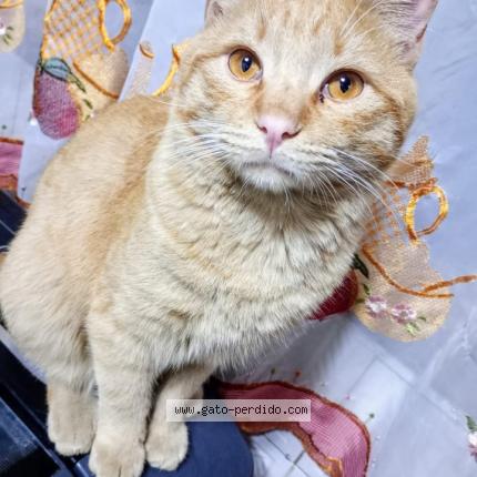 Photo 1/1 Lolo Chat lost in Guaymallen