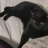 Picture of cat lost at Tuscon