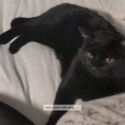 Photo 1/1 Maha Shiva Chat lost in Tuscon