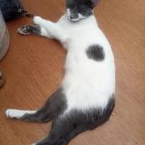 Picture of cat lost at Bogota