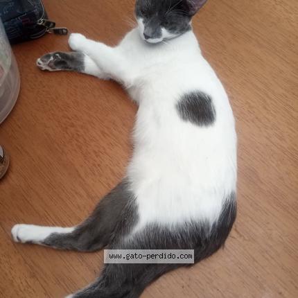 Photo 1/1 Milo Chat lost in Bogota