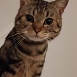 Picture of cat lost at Colombes 92