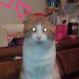 Picture of cat lost at Latrobe