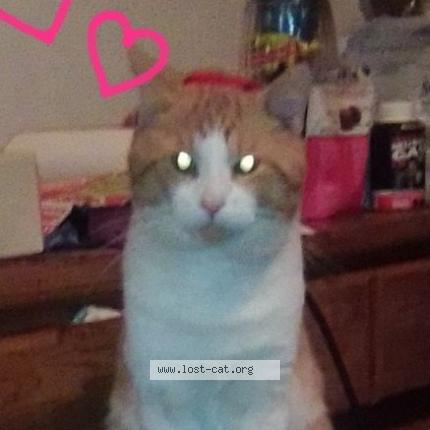 Photo 1/1 Rascal Chat lost in Latrobe