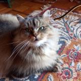 Picture of cat lost at Bort Les Orgues