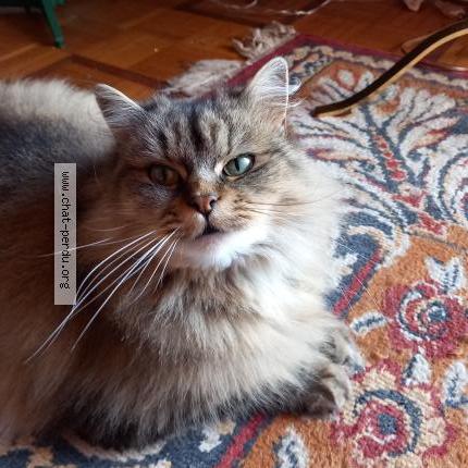 Photo 1/1 Fripouille Chat lost in Bort les orgues