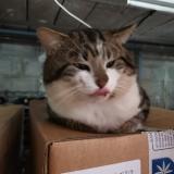 Picture of cat found at Wizernes