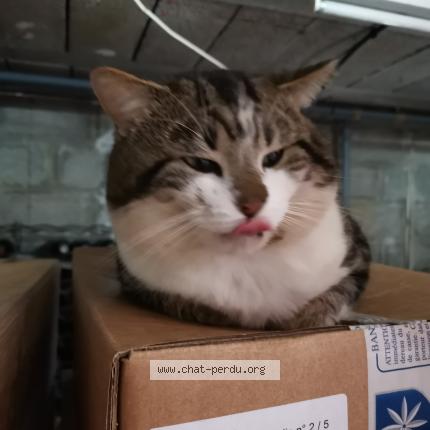 Photo 1/1 Found cat Found in Wizernes