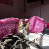 Picture of cat lost at Pepieux