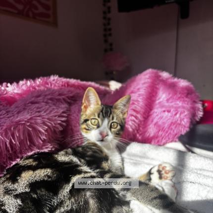 Photo 1/1 Pikatchu Chat lost in Pepieux