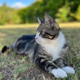 Picture of cat lost at Le Taillan Medoc