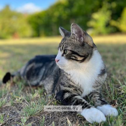 Photo 1/1 Yuki Chat lost in Le taillan medoc
