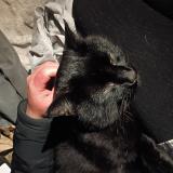 Picture of cat lost at Tacoma