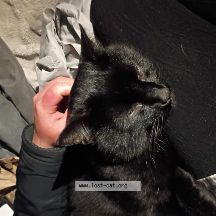 Photo 1/1 Freddie Chat lost in Tacoma