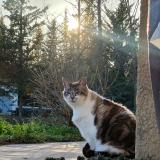 Picture of cat lost at Maureillas Las Illas