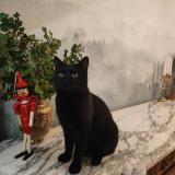 Picture of cat lost at Deuil La Barre