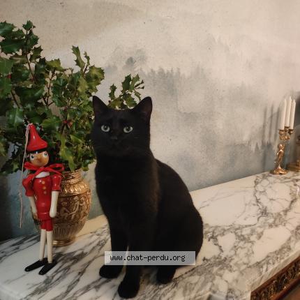 Photo 1/1 Mimi Chat lost in Deuil la barre