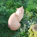 Picture of cat found at Corcoue Sur Logne