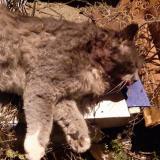 Picture of cat found at St Gervais