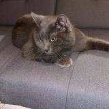 Picture of cat lost at Viels Maisons