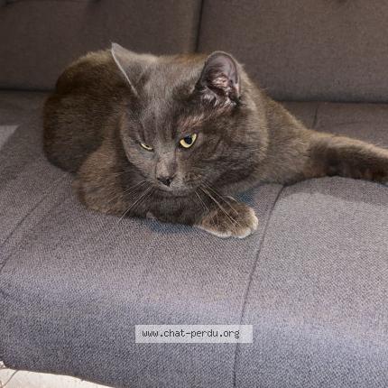 Photo 1/1 V douze Chat lost in Viels maisons