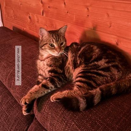 Photo 1/1 Found cat Found in Montfermeil