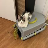 Picture of cat lost at La Celle Saint Cloud