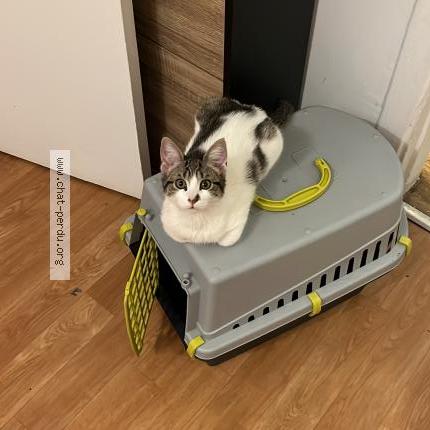 Photo 1/1 Chanel Chat lost in La celle saint cloud