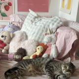 Picture of cat lost at Bordeaux