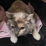 Picture of cat found at Clamart