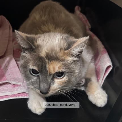 Photo 1/1 Found cat Found in Clamart