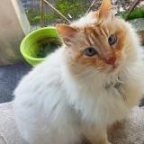 Picture of cat found at Brignais