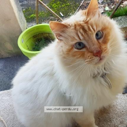 Photo 1/1 Cat reunited Found in Brignais