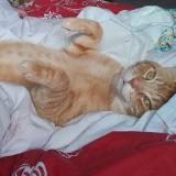 Picture of cat lost at Blackburn