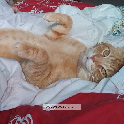 Photo 1/1 Weasley Chat lost in Blackburn