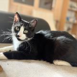 Picture of cat lost at Loubeyrat