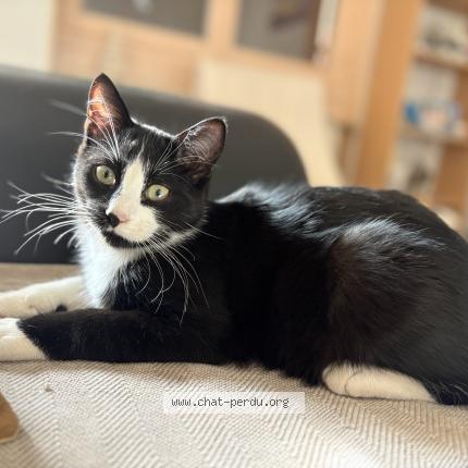 Photo 1/1 Mauï Chat lost in Loubeyrat