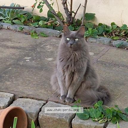 Photo 1/1 Found cat Found in Nimes