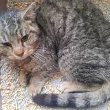 Picture of cat found at Houilles