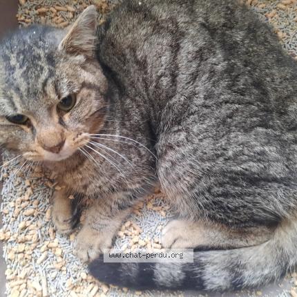 Photo 1/1 Found cat Found in Houilles