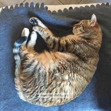 Photo 1/1 Maya Chat lost in Les martres d artiere