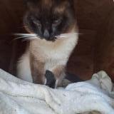 Picture of cat found at St Pey De Castets