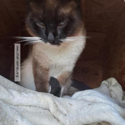 Photo 1/1 Found cat Found in St pey de castets