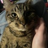 Picture of cat lost at Martigues